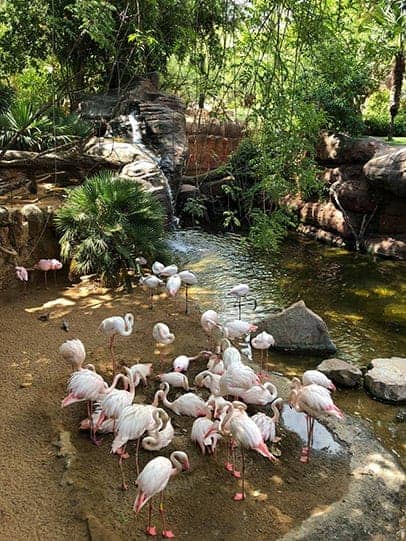 Biopark Fuengirola Flamingos