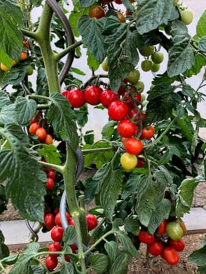 Cherry tomatos