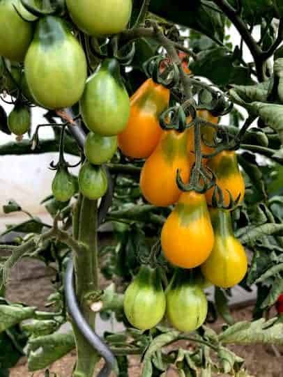 Yellow tomatos