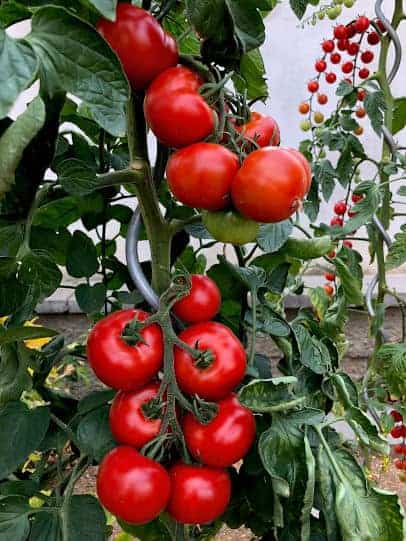 Best tomatoes from the garden