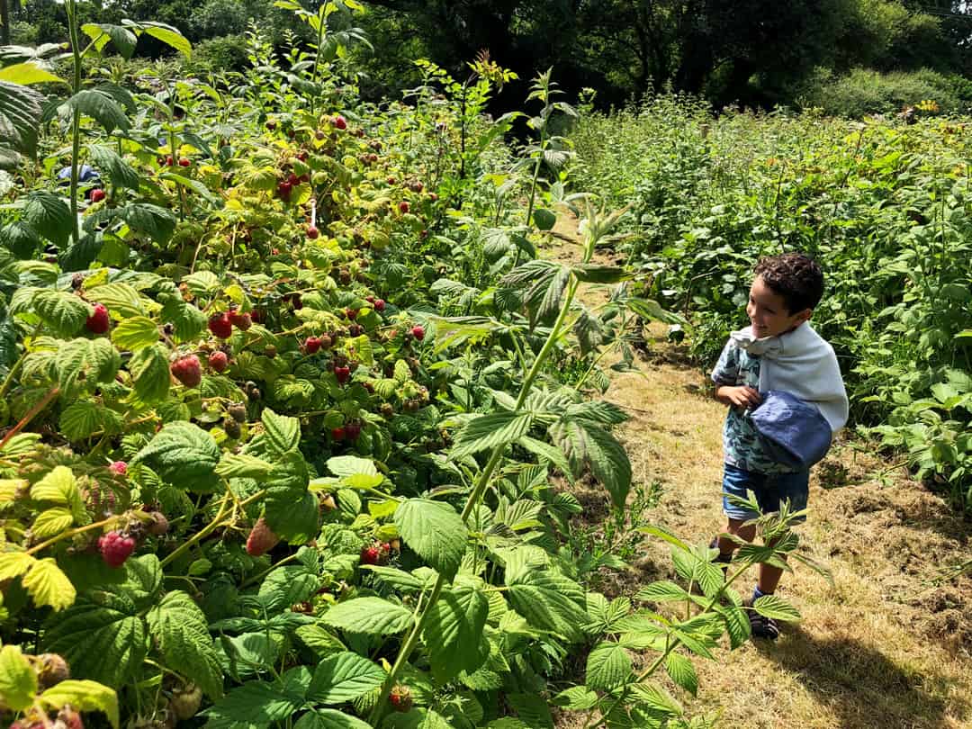 Picking Raspberries at Sharnfold Farm