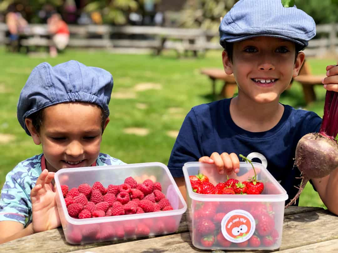 Pick Your Own Strawberries and Raspberries at Sharnfold Farm