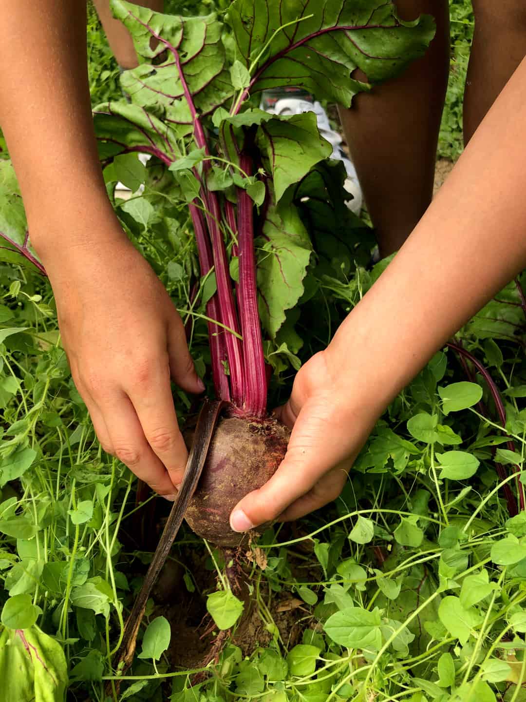 Pick your own beetroot at Sharnfold Farm