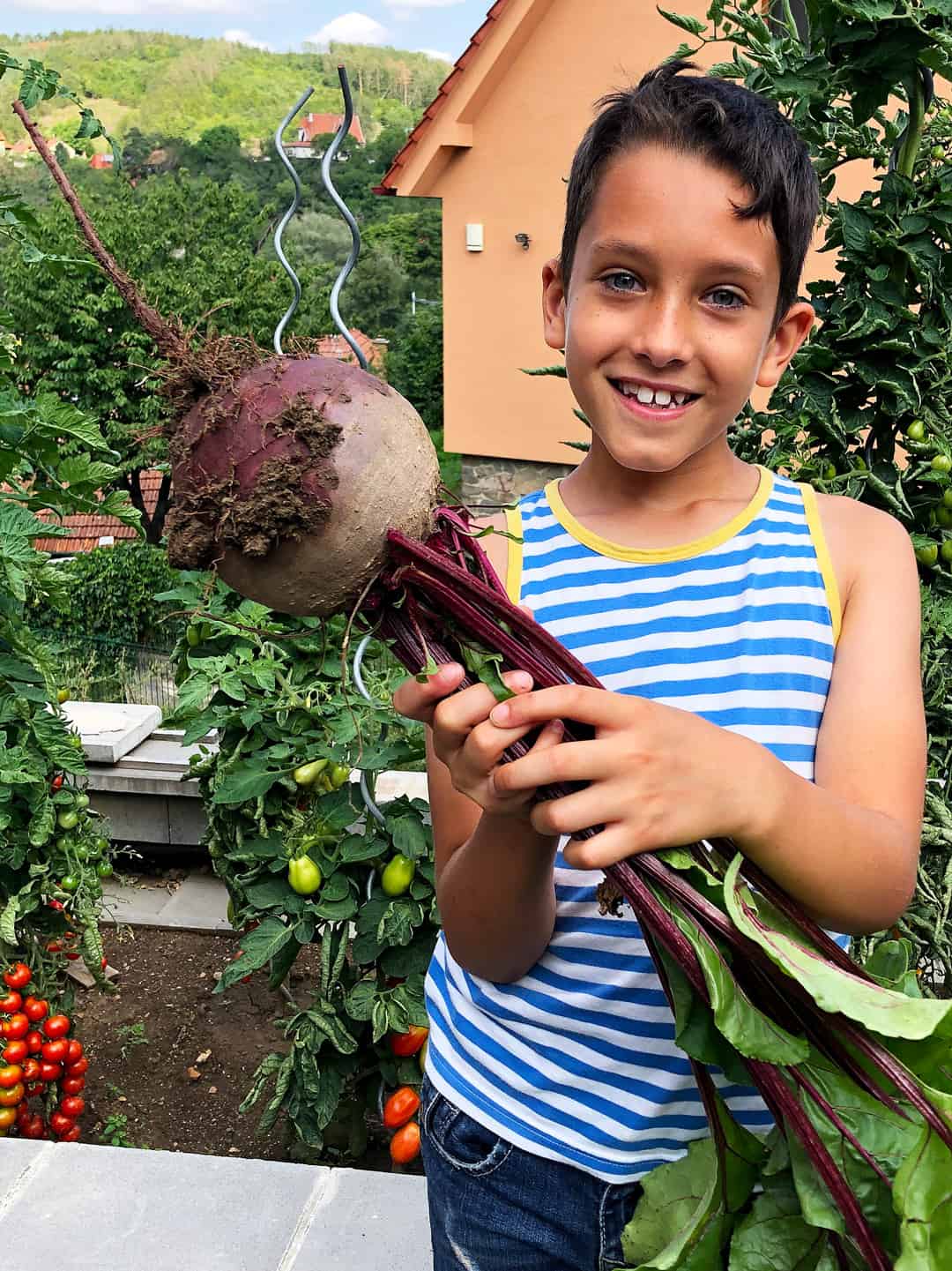 big beetroot from the garden.