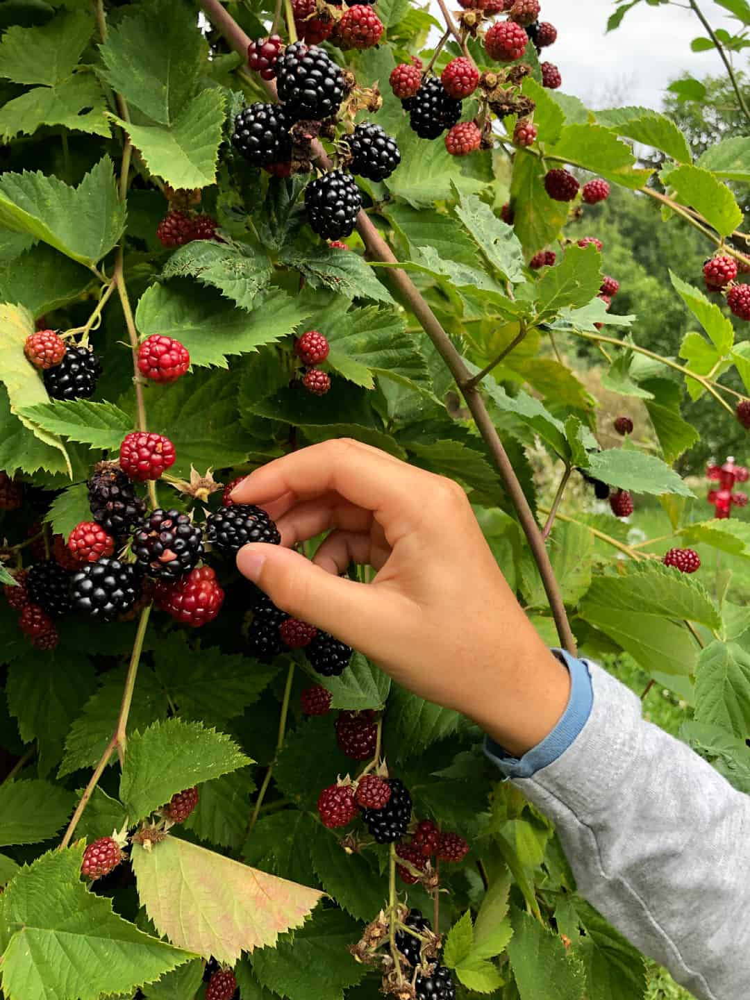 A hand picking blackberries from a hedge