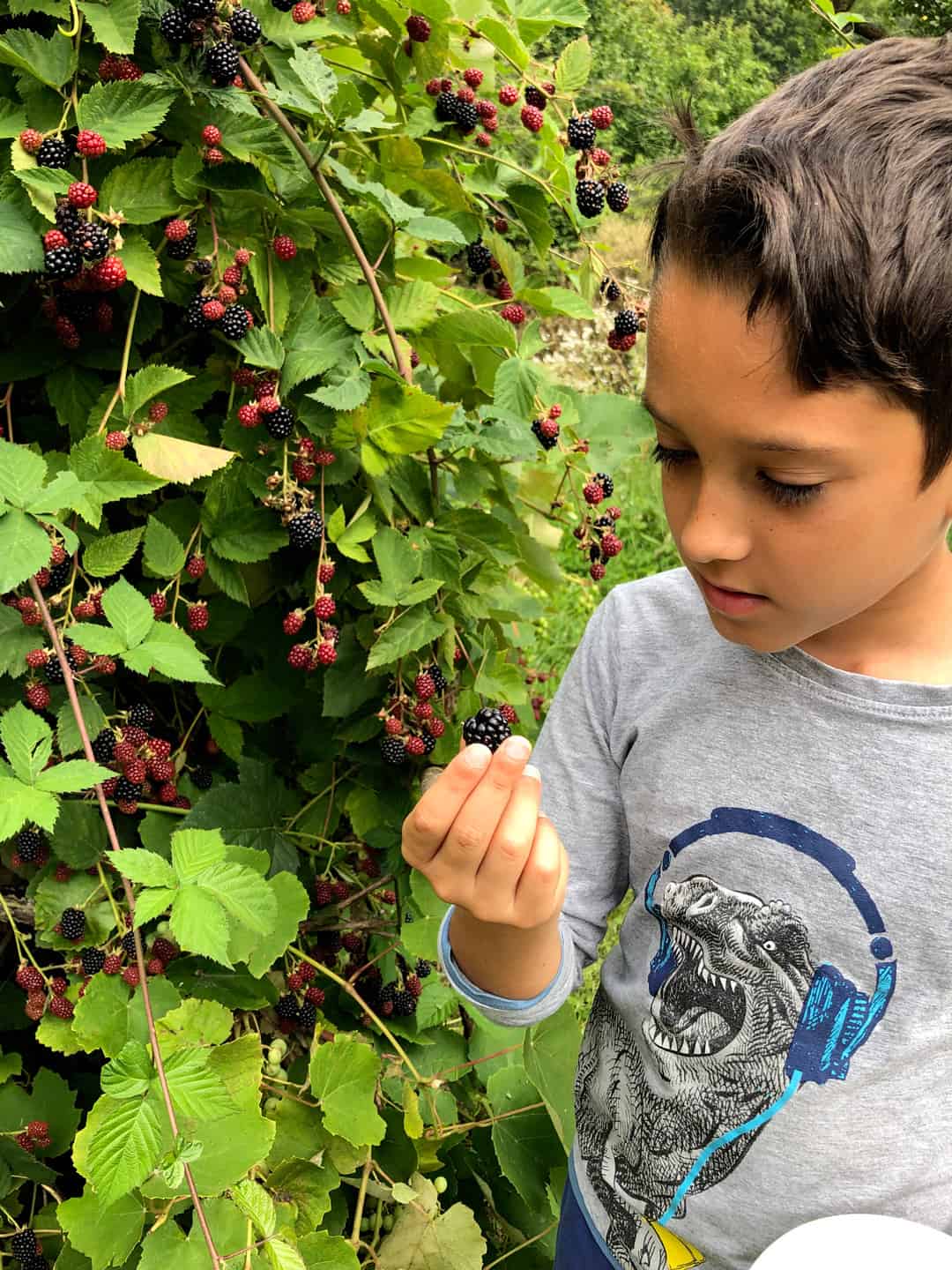 blackberry picking