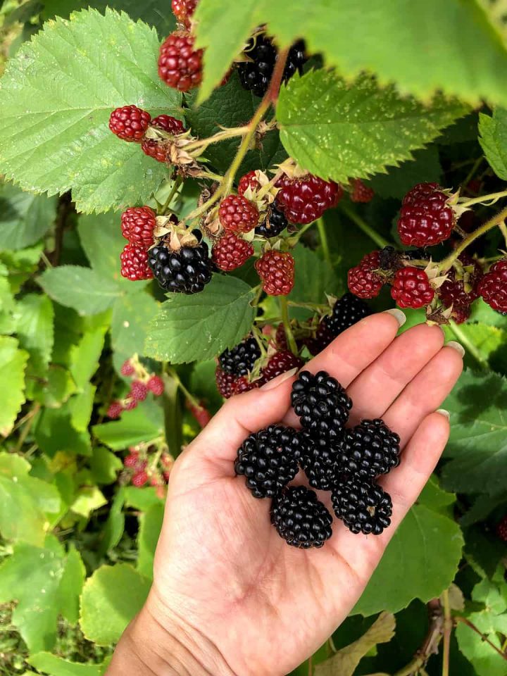 A hand holding freshly picked blackberries