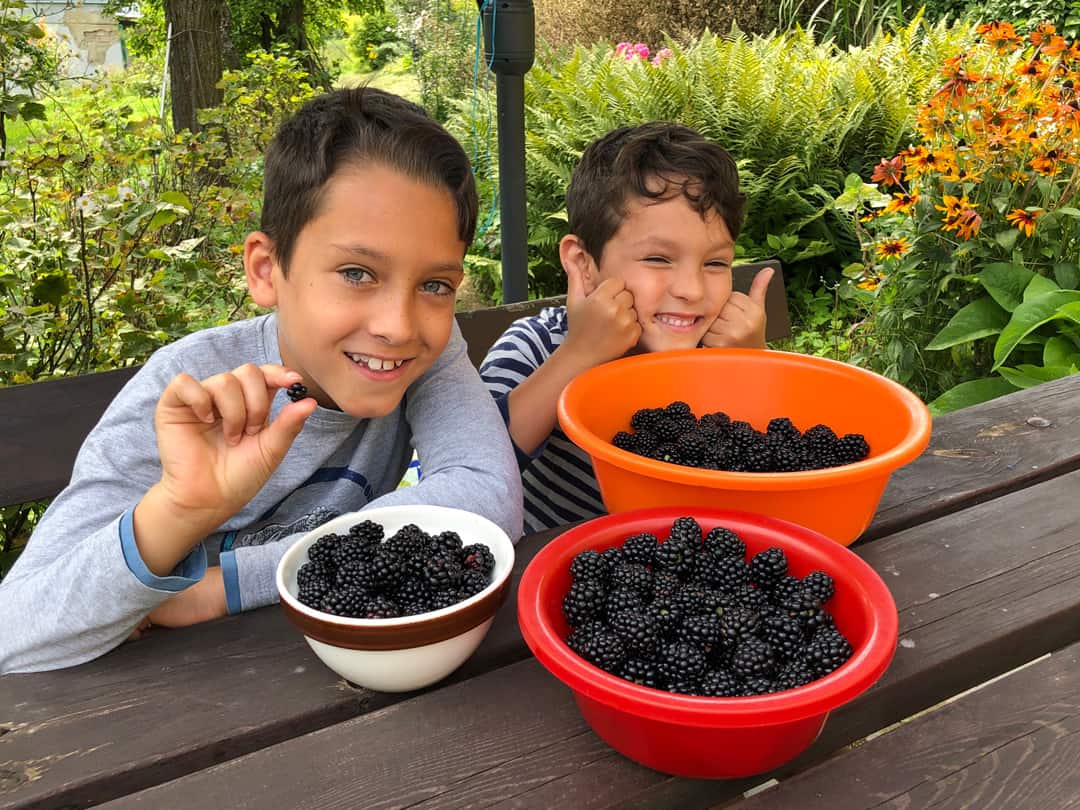 Blackberry harvest on the table